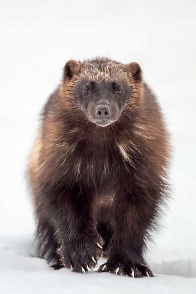Wolverine in the snow in Finland by Joy van der Beek