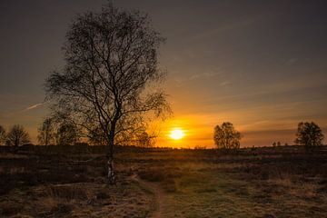 Zonsondergang op de Ginkelse Heide in Ede (Nederland) van Rick van de Kraats