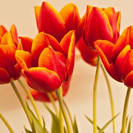 La splendeur des tulipes sur Anneke Verweij