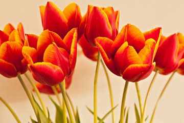 La splendeur des tulipes sur Anneke Verweij