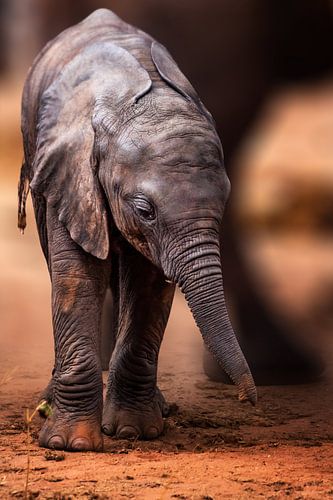 Kleine baby olifant uit Kenia, Safari