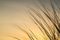 Strandgras in de zonsondergang