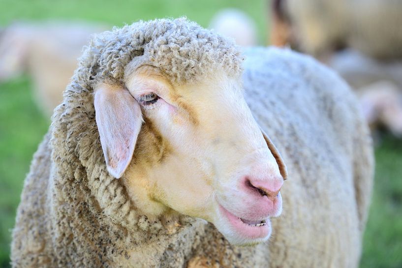 Sheep at pasture by Ulrike Leone