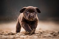 Labrador puppy running merrily and naughtily through the sand by Lotte van Alderen thumbnail