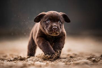 Labrador puppy vrolijk en ondeugend rennend door het zand van Lotte van Alderen