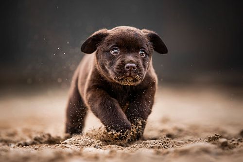 Labrador puppy vrolijk en ondeugend rennend door het zand