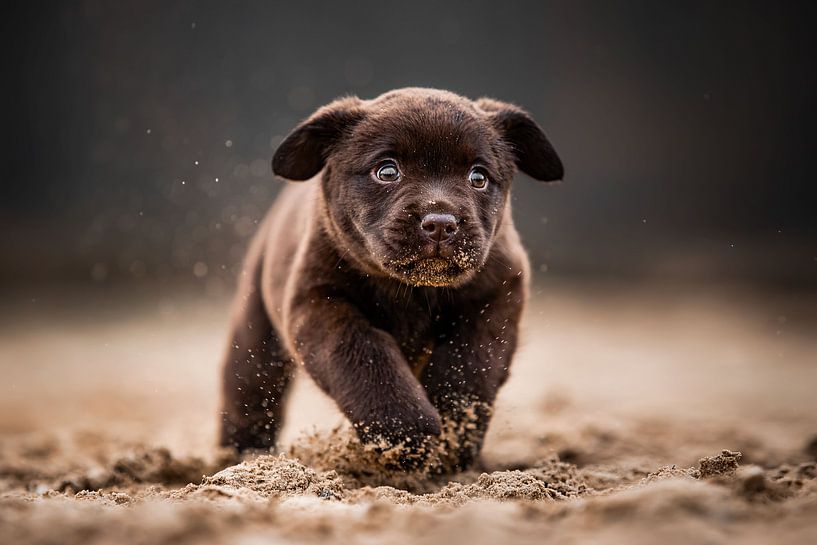 Labrador puppy running merrily and naughtily through the sand by Lotte van Alderen