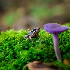 Frosch schaut auf einen lila Pilz. von Fotografiecor .nl