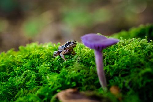 Kikker kijkend  naar een paarse paddenstoel