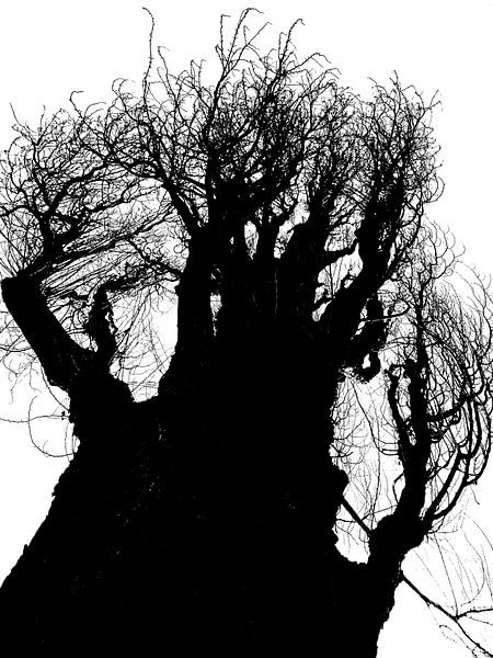 Tree Magic 170 van MoArt (Maurice Heuts)