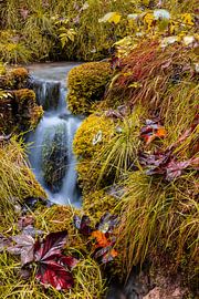 Autumn in the enchanted forest by Dirk Rüter