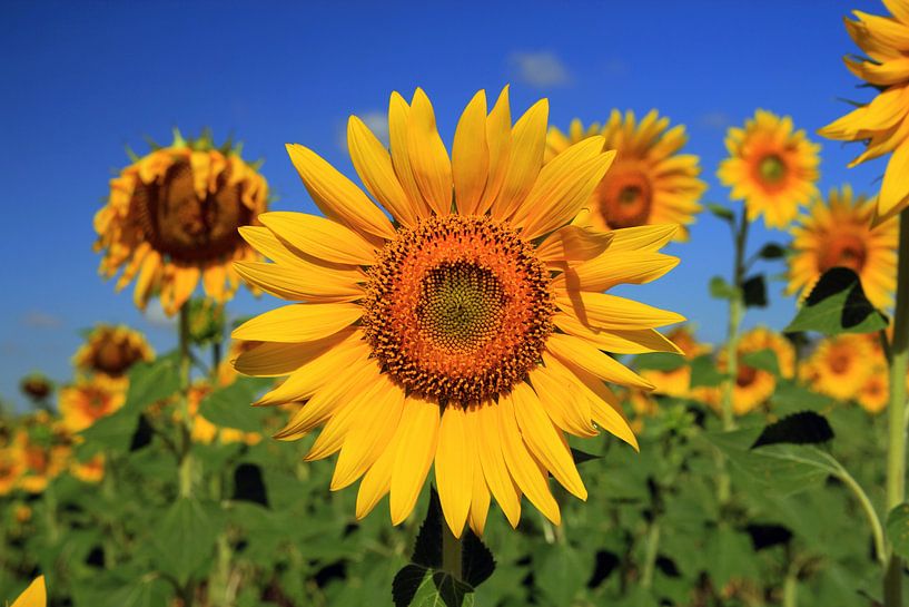 Die Sonnenblumen von Cornelis (Cees) Cornelissen
