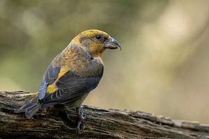 Kreuzschnabelmännchen im Wald