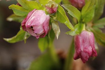 Bloemknoppen van Helleborus Niger van Cora Unk