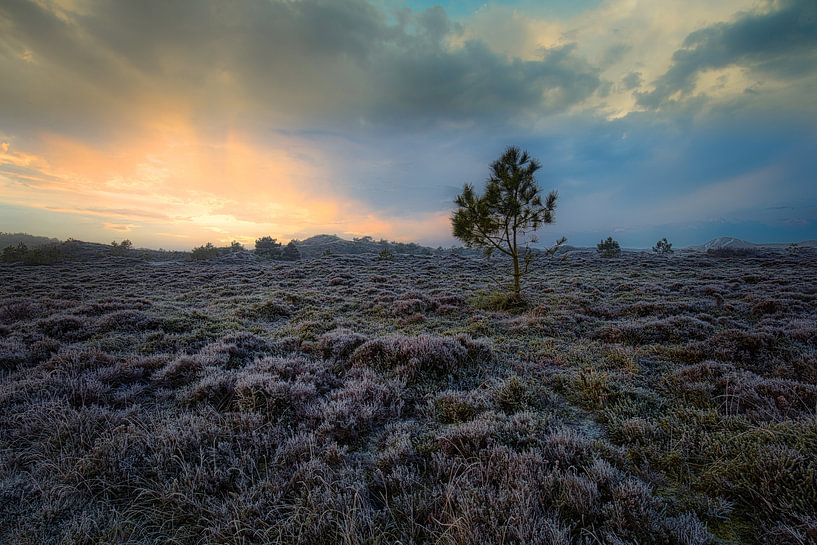 Boom op de bevroren heide van peterheinspictures