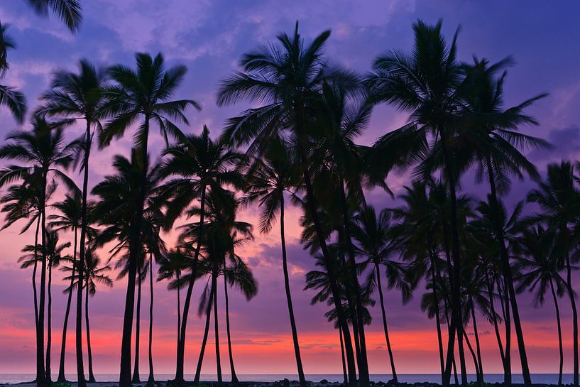 Palms at Sunset at Pu'uhonua o Hōnaunau, Hawaii par Henk Meijer Photography