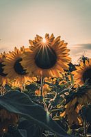 Zonnebloemen