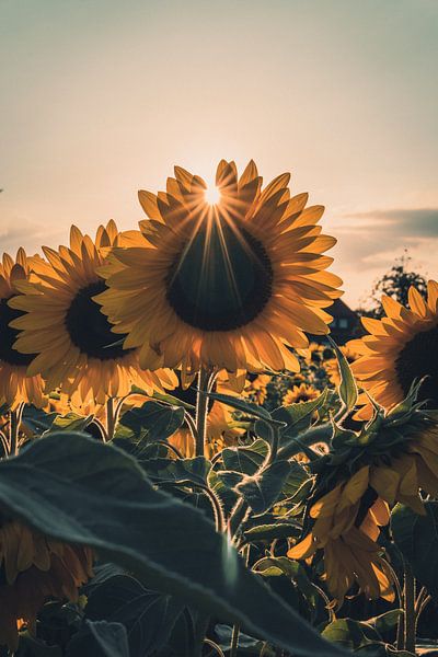 Zonnebloemen van Steffen Peters