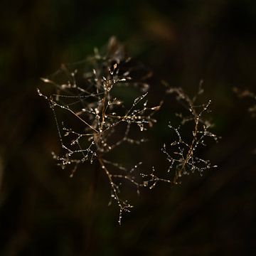 beautiful water drops in a misty landscape by Miny'S