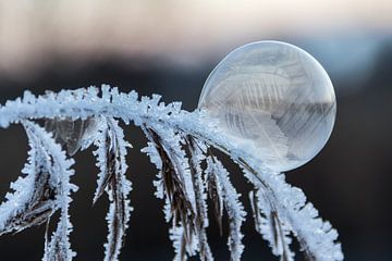 Bevroren zeepbel op berijpte tak