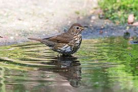 Thrush by Merijn Loch