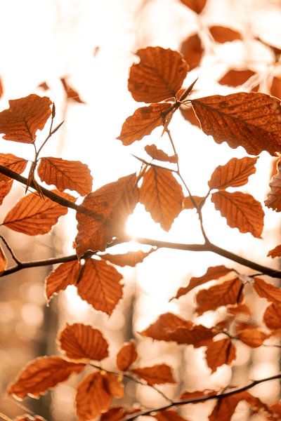 Leaves fluttering in the wind by Emma Buisman