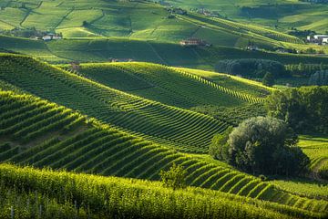 Langhe wijngaarden Barolo heuvels, Piemonte, Italië Landschap van Stefano Orazzini