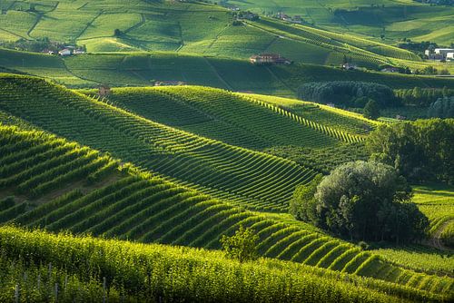 Langhe wijngaarden Barolo heuvels, Piemonte, Italië Landschap van Stefano Orazzini