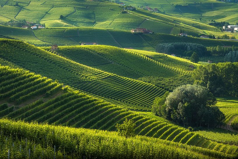 Langhe Vineyards Barolo Hills, Piedmont, Italy Landscape by Stefano Orazzini