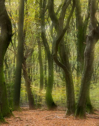 Dansende bomen