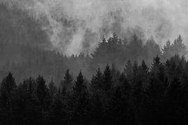 Mist in the forest by Wisse Sluijters