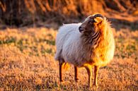 Schafe in der untergehenden Sonne im Naturschutzgebiet Meijendel von MICHEL WETTSTEIN Miniaturansicht