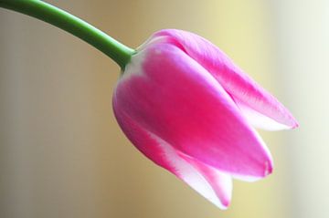 "Serenity" - Pink Tulip on a tranquil backdrop van Rob van der Post