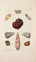 Deliciae Naturae selectae- G.W.Knorr, 1771 - Collection Teylers Museum