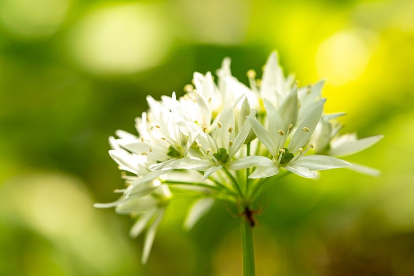 Fleur d'ail des ours dans la lumière du printemps - Gros plan sur une plante sauvage blanche dans la forêt par Fototante