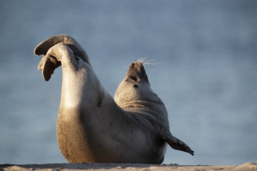 Afdichting (Phoca vitulina) van Dirk Rüter