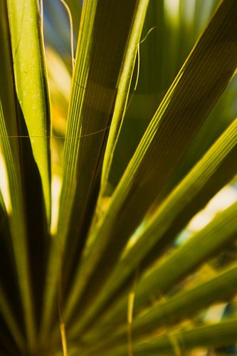 Growth in lines and light