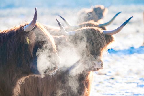 Les Highlanders écossais dans le froid. 