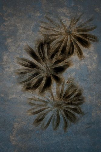 Wilde Cichorei - Cichorium intybus