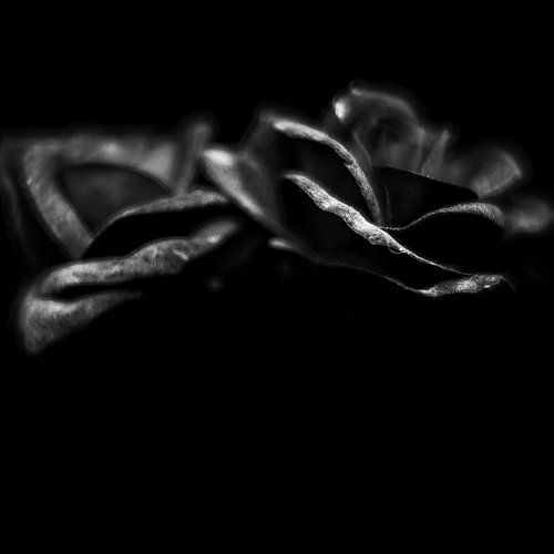 Rosen in schwarz-weiß