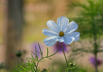 Cosmea