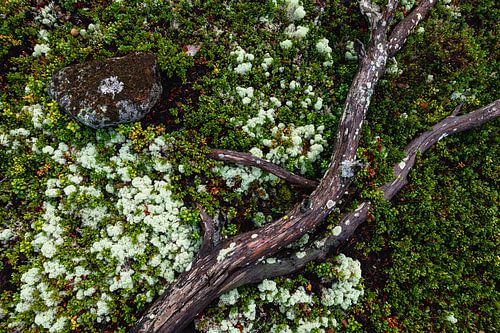 Trunk on the moss