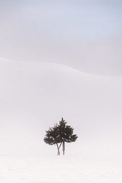 Sneeuwduinen van mirrorlessphotographer