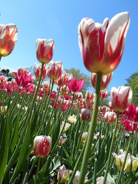 Magical tulip garden by Milan Markovic