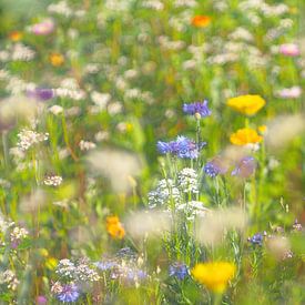Delicate flower meadow in juicy colours by Steffi Hommel