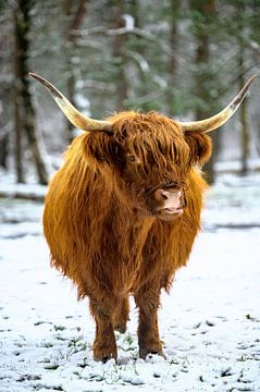 Scottish Highlander cattle in the snow during winter