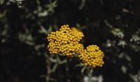 Gele bloem | Reisfotografie | Kaapstad, Zuid-Afrika van Sanne Dost thumbnail