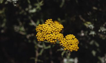 Gele bloem | Reisfotografie | Kaapstad, Zuid-Afrika van Sanne Dost