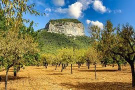 Olive plantation near Bunyola by resuimages