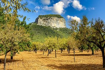 Olive plantation near Bunyola